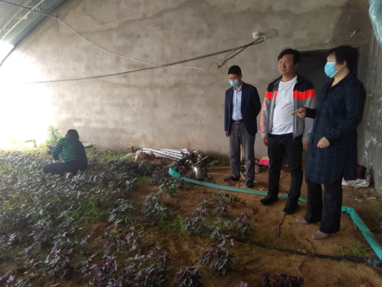 调研产业扶贫  助力脱贫攻坚(图3)