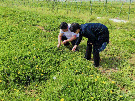 中牟县工商联调研河南印象老家农业科技有限公司精准扶贫情况(图2)